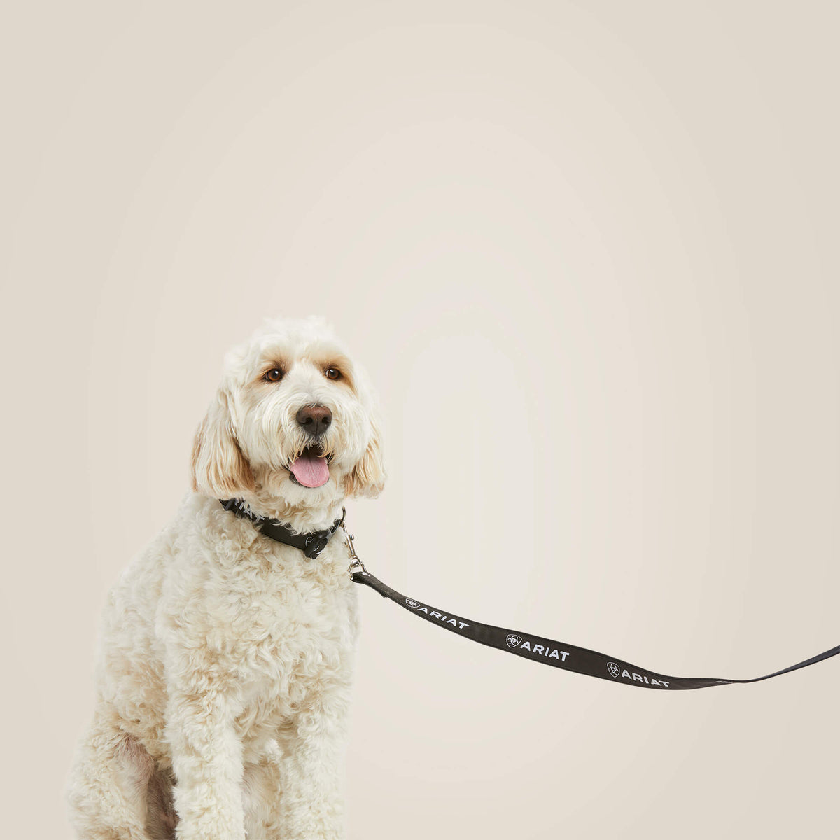 Ariat Great Value | Dog Leash
