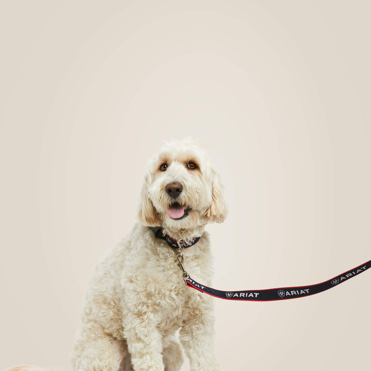 Ariat Classic | Dog Leash