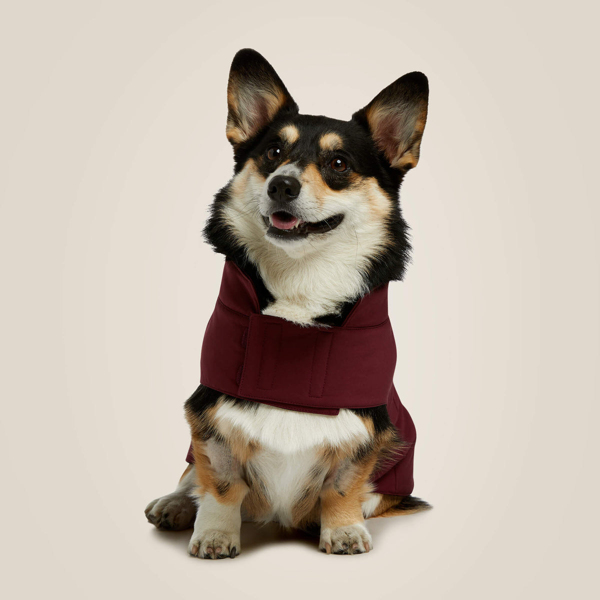 Ariat Recommended | Team Softshell Dog Jacket