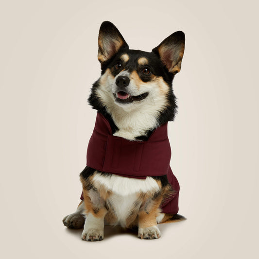 Ariat Recommended | Team Softshell Dog Jacket